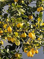 Lemons time